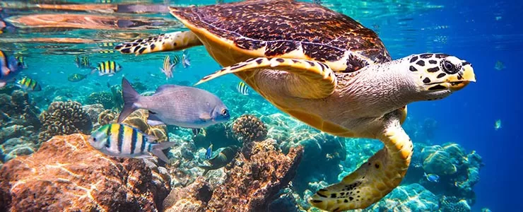 جزایر گمشده و ناشناخته ایران