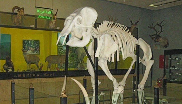 موزه دار آباد تهران بخش فسیل شناسی,دیدنی های تهران,موزه دارآباد تهران