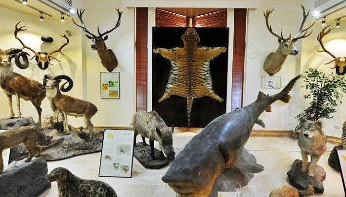 موزه دار آباد تهران بخش فسیل شناسی,دیدنی های تهران,موزه دارآباد تهران