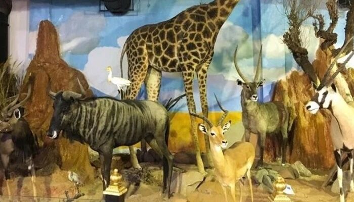 موزه دار آباد تهران بخش فسیل شناسی,دیدنی های تهران,موزه دارآباد تهران