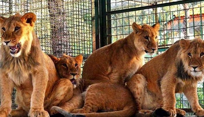 باغ وحش وکیل آباد مشهد باغ وحش,باغ وحش وکیل آباد مشهد,تفریحات گردشگری مشهد