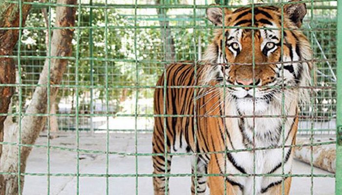 باغ وحش وکیل آباد مشهد باغ وحش,باغ وحش وکیل آباد مشهد,تفریحات گردشگری مشهد