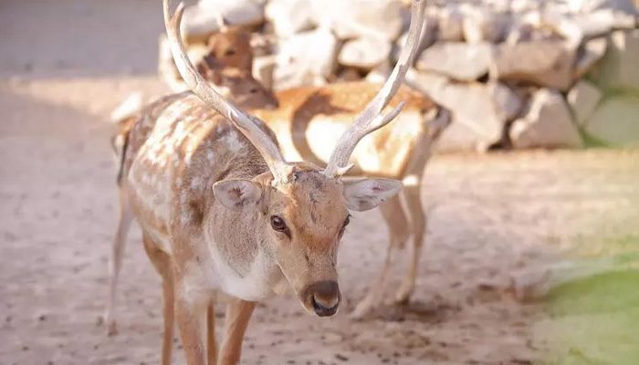 باغ وحش وکیل آباد مشهد باغ وحش,باغ وحش وکیل آباد مشهد,تفریحات گردشگری مشهد
