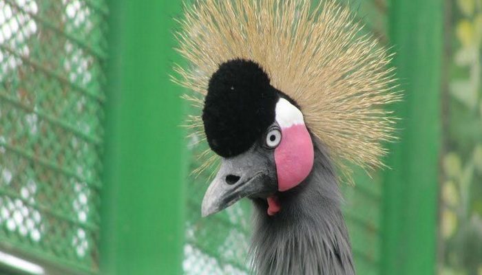 باغ وحش وکیل آباد مشهد خرید بلیط هواپیما اهواز مشهد,خرید بلیط هواپیما تهران مشهد,باغ وحش