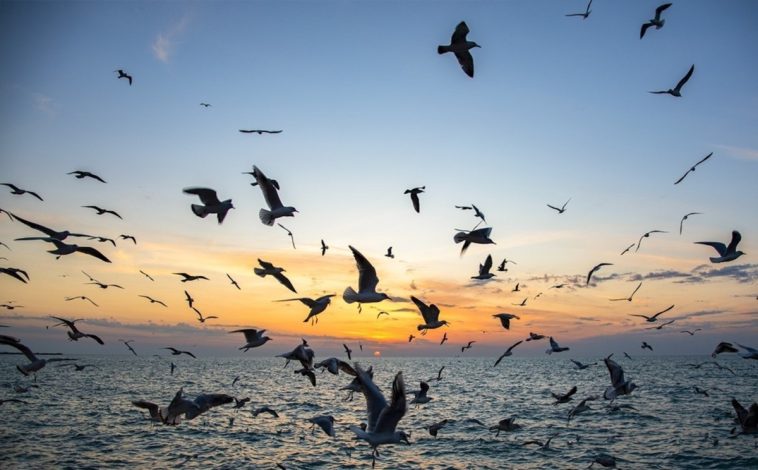 مراکز خرید بوشهر