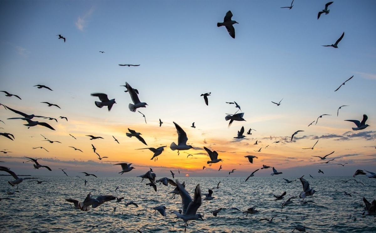 مراکز خرید بوشهر