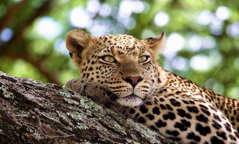 آشنایی با جاذبه های دیدنی آفریقا سیدی بوسعید,اهرام سه گانه مصر,پارک ملی کشور اوگاندا